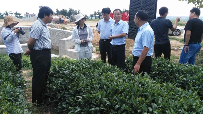 山东省茶叶创新团队威海综合试验站将联手中国农业科学院茶叶研究所等